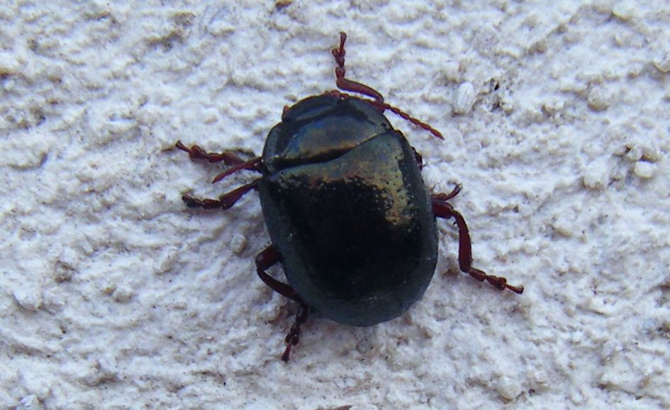 Chrysolina bankii